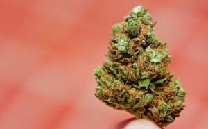 Discovering the Best THCA Flower: What to Look For