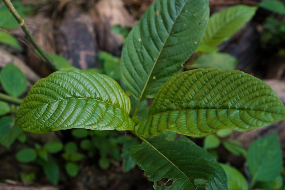 white maeng da kratom strains