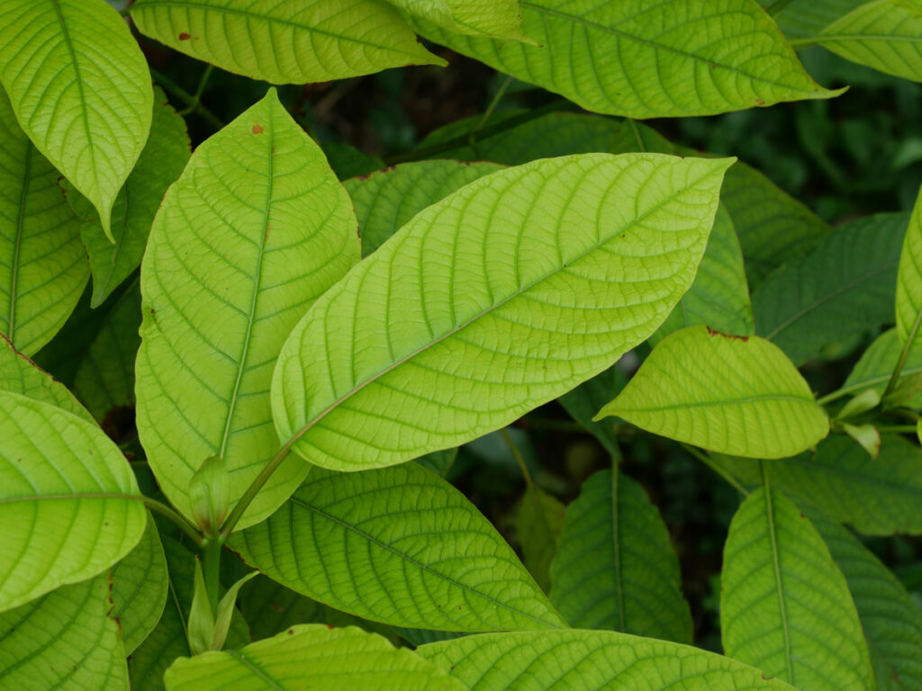 White Maeng Da Kratom: A Guide for Novators on This Energy Strain